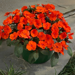 Impatiens Compact Hot Coral SunPatiens